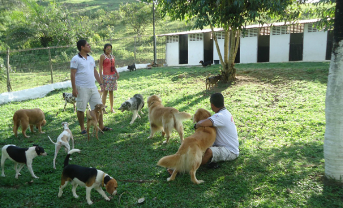 Pet passa por intensas atividades fsicas e recreativas realizadas no lugar onde esto hospedados. Foto: Caninos Adestramento/Divulgao (Pet passa por intensas atividades fsicas e recreativas realizadas no lugar onde esto hospedados. Foto: Caninos Adestramento/Divulgao)