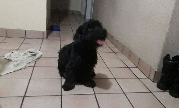 A cadela, um animal adulto de cor preta, está em uma casa no bairro da Tamarineira, na Zona Norte do Recife. Foto: Cortesia A cadela, um animal adulto de cor preta, está em uma casa no bairro da Tamarineira, na Zona Norte do Recife. Foto: Cortesia