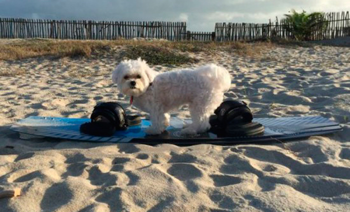 Lorena Fortes levou o fiel amigo Luke Skywalker, um malts de 2 anos, para curtir com ela as frias no litoral do Piau. Foto: Arquivo pessoal