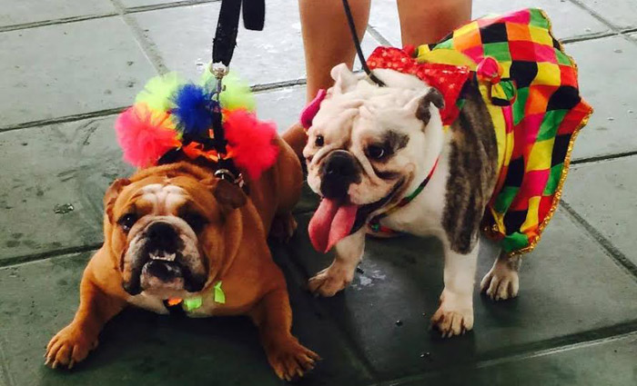 Concurso de fantasias é um dos momentos mais esperados do evento. Foto: Kennel/Divulgação (Concurso de fantasias é um dos momentos mais esperados do evento. Foto: Kennel/Divulgação) Concurso de fantasias é um dos momentos mais esperados do evento. Foto: Kennel/Divulgação (Concurso de fantasias é um dos momentos mais esperados do evento. Foto: Kennel/Divulgação)