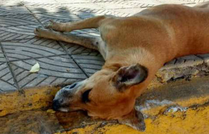 Defensores de animais contabilizaram ao menos 35 ces encontrados mortos pelas ruas, possivelmente envenenados.Foto: Reproduo/ Facebook