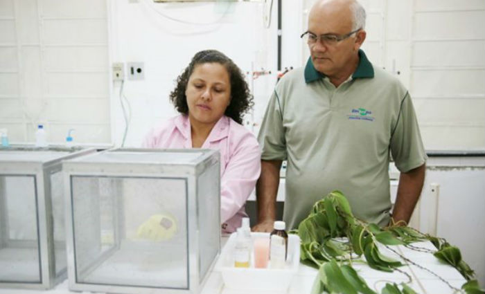 Melhorar a fixação do repelente e criar um spray para ambientes estão entre os novos desafios. Foto: Siglia Souza/Divulgação Melhorar a fixação do repelente e criar um spray para ambientes estão entre os novos desafios. Foto: Siglia Souza/Divulgação