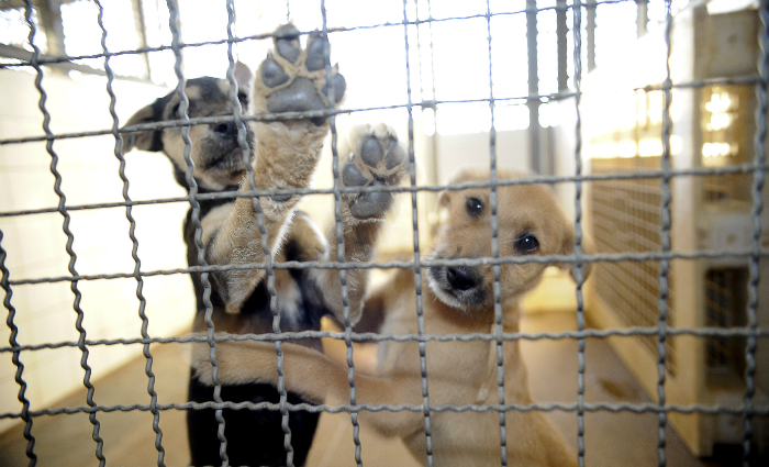 Cachorros, recolhidos nas ruas ou abandonados pelos donos aguardando adoo. Foto: Agncia Brasil