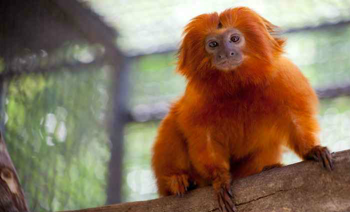 As mortes dos primatas foram registradas em reas de preservao da capital. Foto: Daniel Alves/Fundao Zoo-Botnica