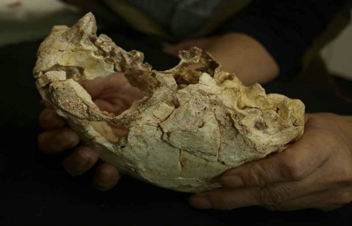 Escondido em uma gruta, o fóssil pode ajudar a desvendar como se deu a evolução dos nossos antepassados. Foto: Universidade de Lisboa/Divulgação Escondido em uma gruta, o fóssil pode ajudar a desvendar como se deu a evolução dos nossos antepassados. Foto: Universidade de Lisboa/Divulgação
