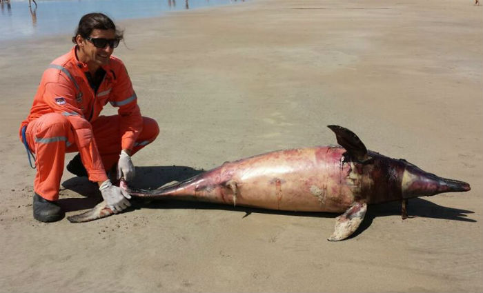 Mais um golfinho  encontrado morto na Praia de Boa Viagem. Foto: Adriano Artoni/ DP