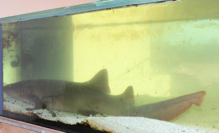 Como o tubaro-lixa viveu a maior parte da vida em aqurio, ele no poderia ser devolvido  natureza. Foto: Aqurio de Ubatuba/Divulgao