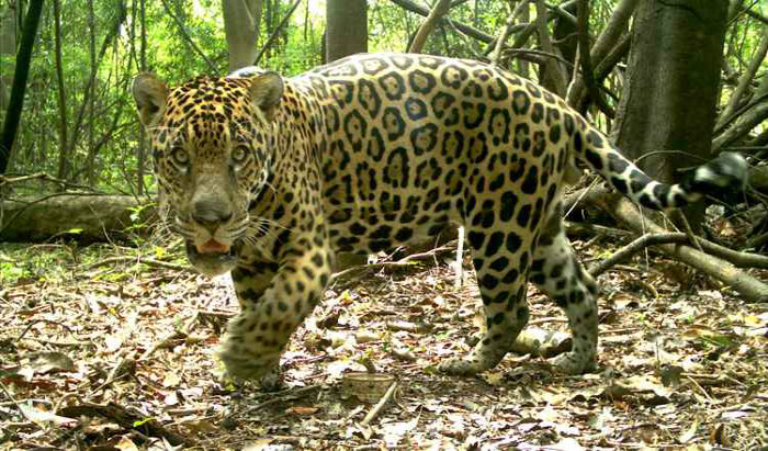 No corpo do felino foram identificadas cinco larvas de um tipo de mosca raramente visto na vrzea: animais so monitorados via satlite. Foto: Instituto Mamirau/Divulgao