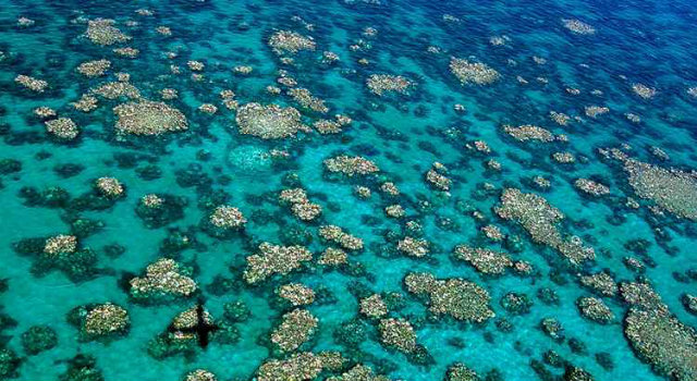 O branqueamento dos corais provoca a expulso das algas simbiticas que do ao coral sua color e seus nutrientes. Foto: Correio Braziliense/Reproduo