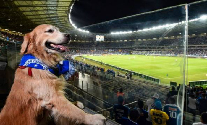 O espao   o primeiro em estdios de futebol do Brasil e foi aprovado pelos cezinhos e seus humanos de estimao que compareceram. Foto: Reproduo/Agncia 17 (O espao   o primeiro em estdios de futebol do Brasil e foi aprovado pelos cezinhos e seus humanos de estimao que compareceram. Foto: Reproduo/Agncia 17)