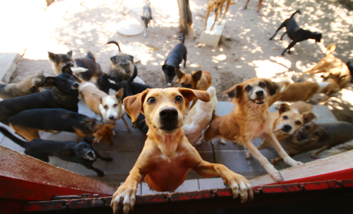 Cerca de 50 ces e gatos estaro  espera de um novo lar, na primeira edio do Festival Animal Foto: Karina Morais/Esp.Dp