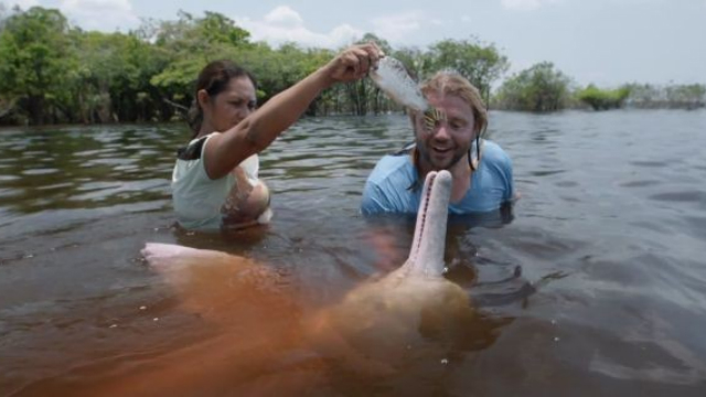 Biólogo e apresentador nada com boto rosa em trecho do documentário. Foto: A river below/Divulgação Biólogo e apresentador nada com boto rosa em trecho do documentário. Foto: A river below/Divulgação