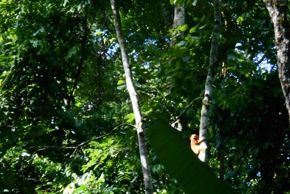 Os pesquisadores descobriram que os micos-lees dourados avistados esto vivendo na rea da Estao Biolgica Fiocruz. Foto: Divulgao/Fiocruz 