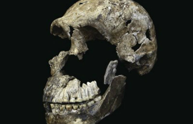 Crnio de Homo Naledi encontrado em cmara do complexo de cavernas Rising Star: primeira vez que h evidncias de que outro homindeo sobreviveu ao lado dos Homo sapiens na frica. Foto: Correio Braziliense/Reproduo
