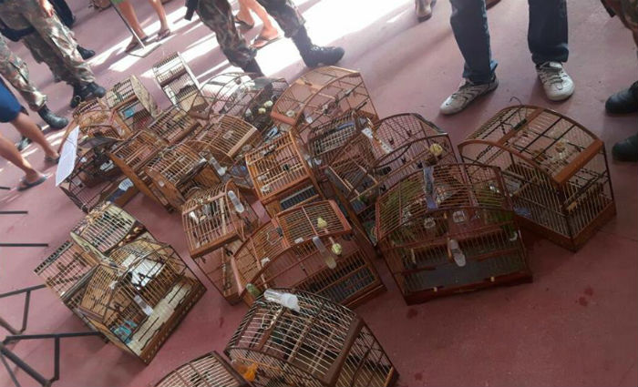 Cipoma prende pelo menos 30 pessoas por trfico de aves em Jaboato. Foto: Cipoma/ Divulgao