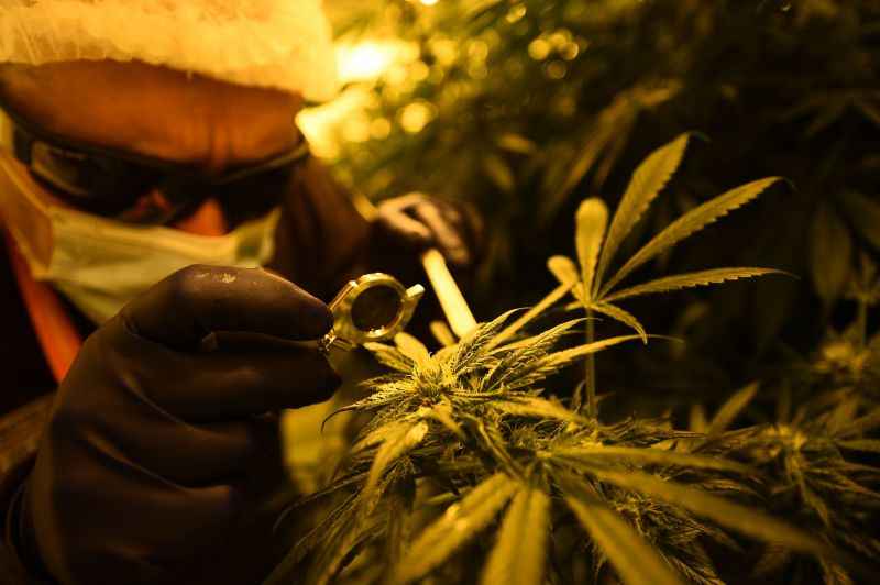 O cannabidiol (CBD)  derivado da planta da cannabis. Foto: filippo monteforte/AFP
