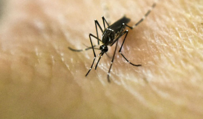 O estudo teve inicio h 10 anos, a partir da constatao de ribeirinhos que relataram a ausncia do mosquito transmissor da malria nas regies onde so encontradas a  planta amaznica. Foto: Luis Robayo/AFP