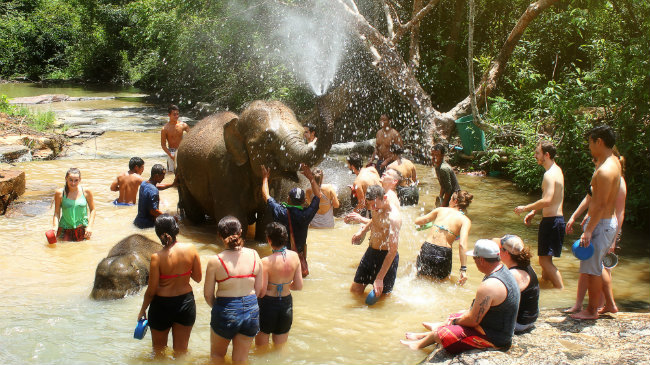 No caia naqueles programas de turistas com animais no Centro ou Sul do pas. Se quer contato com os elefantes, procure as fazendas prximas a Chiang Mai