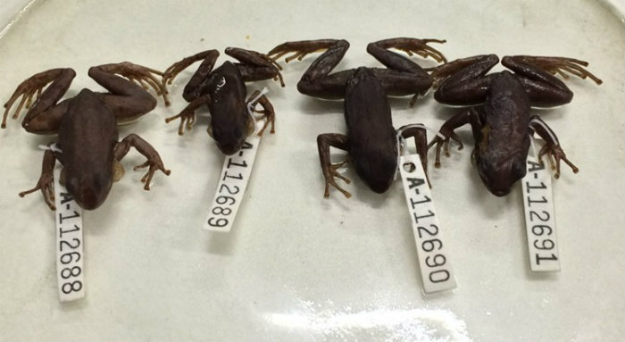 Além de maior (3,1 cm em média contra 2,8 da espécie-prima) e com uma coloração mais escura, o que o entregou a nova espécie foi seu canto peculiar. Foto: Leo Malagoli/USP - Divulgação Além de maior (3,1 cm em média contra 2,8 da espécie-prima) e com uma coloração mais escura, o que o entregou a nova espécie foi seu canto peculiar. Foto: Leo Malagoli/USP - Divulgação