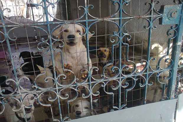 Em 2015, em outra casa na Avenida Norte, habitado pela mesma senhora, foram encontrados mais de cem cachorros em condies de maus tratos, Foto: Divulgao/ Facebook/ Mascote de Rua