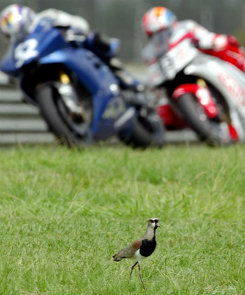 Os pesquisadores sugerem o fechamento de estradas aos fins de semana como forma de preservao de espcies. Foto: Srgio Moraes/Reuteurs 