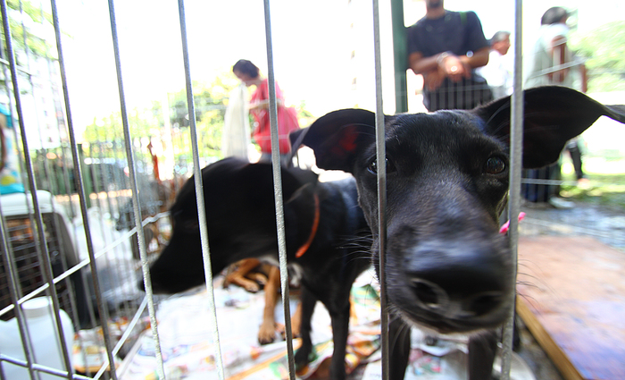 Na data agendada, os cachorros e gatos so avaliados pelos veterinrios para saber se esto aptos a realizar a cirurgia. Foto: Annaclarice Almeida/DP (Na data agendada, os cachorros e gatos so avaliados pelos veterinrios para saber se esto aptos a realizar a cirurgia. Foto: Annaclarice Almeida/DP)
