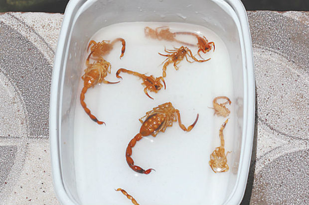 Atendimentos envolvendo escorpies aumentam 25% de janeiro a junho. Foto: Peu Ricardo/ DP