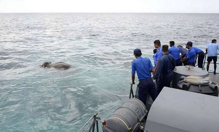 O animal estava a oito quilmetros da costa da ilha do oceano ndico. Foto: AFP Photo 