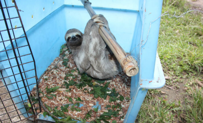 Preguia foi encontrada andando perto de Fortaleza, a pelo menos 700 quilmetros do seu habitat natural. Foto: Ciro Rocha/CPRH 