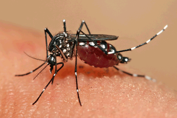 Mosquito estril vai ser solto no Recife.Foto: APF