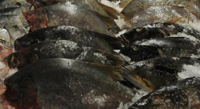 Pesquisa poderá tornar a carne do tambaqui com mais qualidade para o consumo. Foto: Agência Brasil Pesquisa poderá tornar a carne do tambaqui com mais qualidade para o consumo. Foto: Agência Brasil