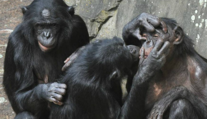Bonobos em zoológico da Bélgica. Crédito: AFP Bonobos em zoológico da Bélgica. Crédito: AFP