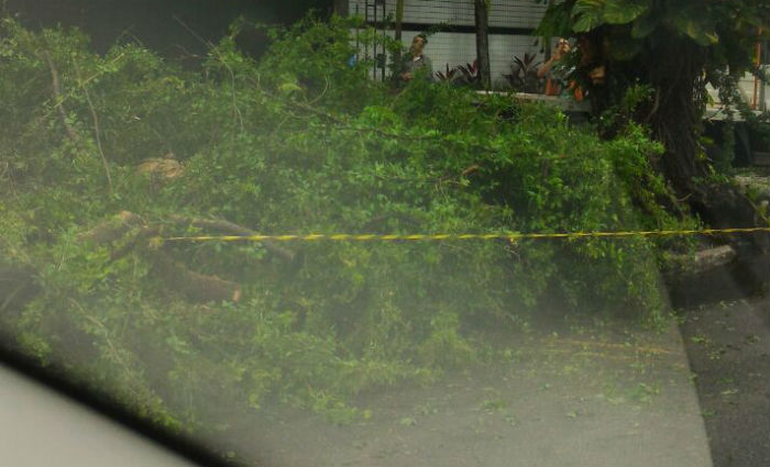 rvore caiu na Rua Manoel de Carvalho, por trs da sede do Nutico, no bairro dos Aflitos. Foto: Reproduo/ WhatsApp 