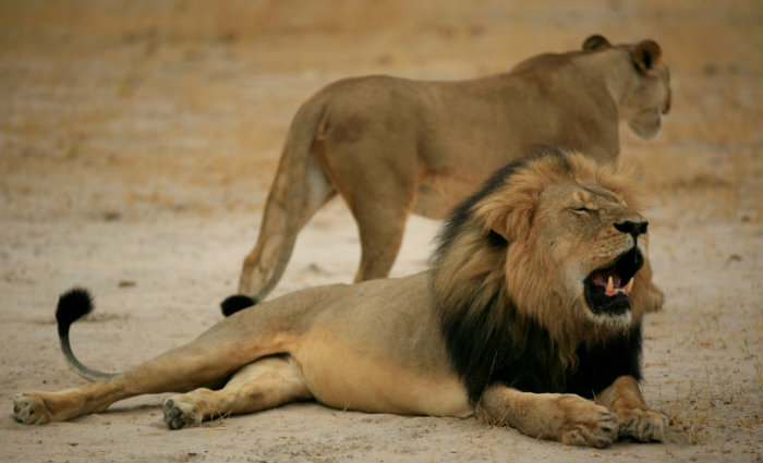 Foto: ZIMBABWE NATIONAL PARKS/AFP/Arquivos Foto: ZIMBABWE NATIONAL PARKS/AFP/Arquivos
