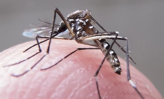 Mosquitos com Wolbachia no insetrio da Fiocruz. Foto: Rafael Neddermeyer/Fotos Pblicas