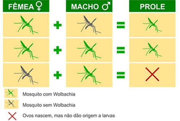 Fêmeas de mosquitos com Wolbachia sempre geram filhotes com WolbachiaIlustração: Fiocruz/Divulgação Fêmeas de mosquitos com Wolbachia sempre geram filhotes com WolbachiaIlustração: Fiocruz/Divulgação