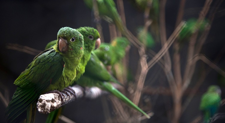 As aves so incentivadas a voar por dois poleiros distantes um do outro, com comida em ambos os lados. Foto: Mauro Pimentel/AFP