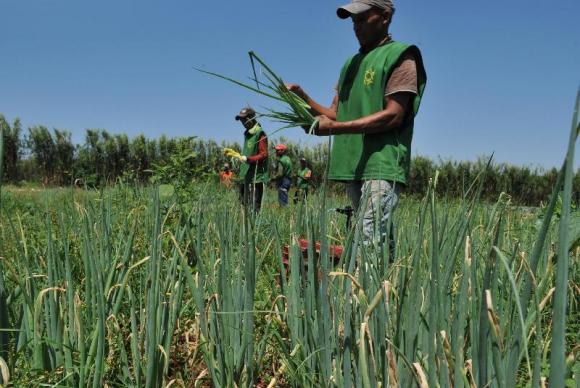 O financiamento para os agricultores familiares  concedido por meio Programa Nacional de Fortalecimento da Agricultura Familiar. Foto: Arquivo/Agncia Brasil 
