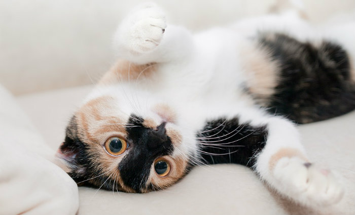 No mundo existem mais de 500 milhes de gatos domsticos. Foto: Pixabay