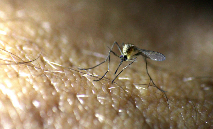 Fiocruz descobre que murioca pode transmitir zika. Foto: Heitor Cunha / DP
