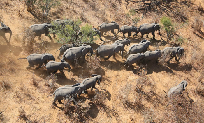 Elefantes na vida selvagem. Foto: Elephants Without Borders