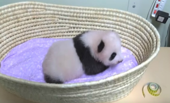 A beb panda gigante no tem nome e as autoridades japonesas convidaram a populao para batiz-la. Foto: Reproduo/Youtube