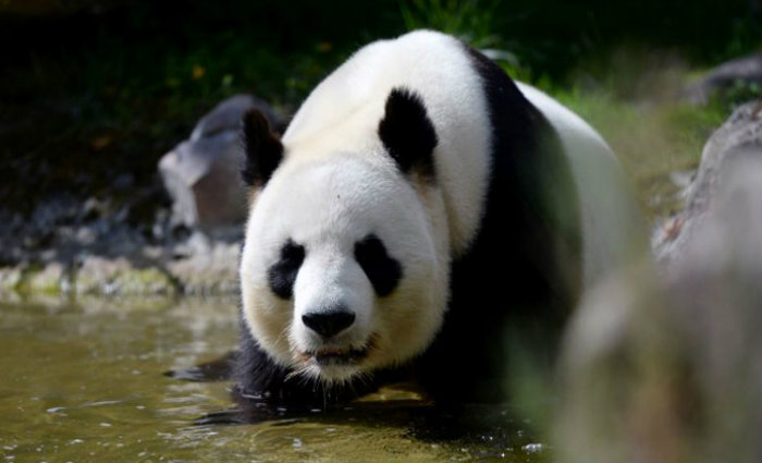 A panda Yuan Zi, me do beb panda francs. Foto: Reproduo/Youtube