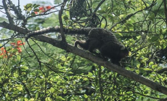 Trabalho demonstra que o estado do Rio de Janeiro  o segundo foco encontrado no mundo com transmisso desse tipo de malria. O primeiro local em que o protozorio foi encontrado em humanos foi na Malsia, na sia.
Foto: Rio de Janeiro/Arquivo/Fbio Massalli (Trabalho demonstra que o estado do Rio de Janeiro  o segundo foco encontrado no mundo com transmisso desse tipo de malria. O primeiro local em que o protozorio foi encontrado em humanos foi na Malsia, na sia.
Foto: Rio de Janeiro/Arquivo/Fbio Massalli)