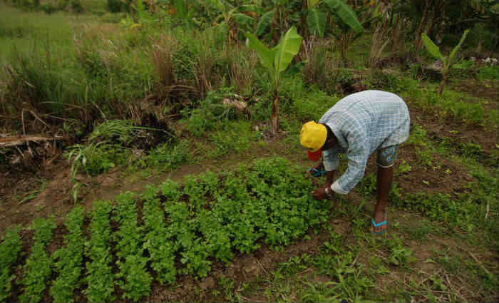 A medida deve aumentar o acesso dos trabalhadores rurais a outros programas do governo federal. Foto: Ceclia S Pereira/Arquivo