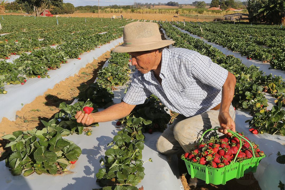 Produtores de morango do país celebram safra, inovações e história Brasil Diario de Pernambuco Produtores de morango do país celebram safra, inovações e história Brasil Diario de Pernambuco