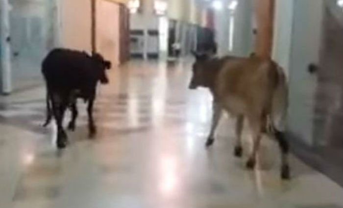 Vacas so flagradas 'passeando' em shopping no Sul de Minas. Foto: Reproduo/YouTube