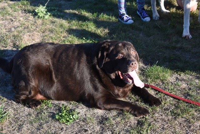 Shiloh, assim que foi adotado: mais de 60kg e muitas dificuldades de locomoção. Foto: Heidi Fiori Shiloh, assim que foi adotado: mais de 60kg e muitas dificuldades de locomoção. Foto: Heidi Fiori