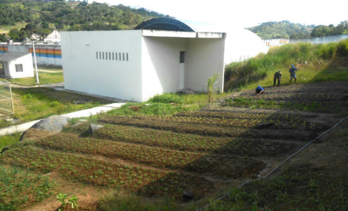 Socioeducandos cultivam hortalias e plantas medicinais no Case Vitria. Foto: Divulgao/Funase