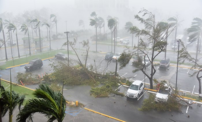 H rvores por todos os lados em Porto Rico -
Foto: Hector Retamal/AFP